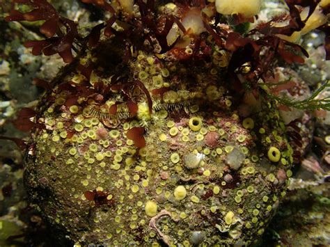   Cliona Celata: Een onbekende bewoonster van de zeebodem die zich nestelt in koraalriffen!