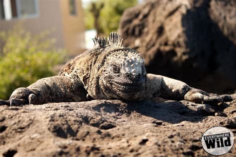  Iguana: De koudbloedige zonnedoder met een reputatie voor attitude!