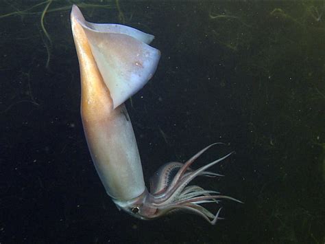  Illex! Ontdek de Snelle en Slimme Kraken van de Oceaandiepte