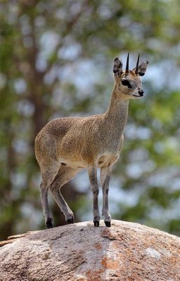  Klipspringer! Een Wezens Met een Ongelofelijk Evenwicht en de Kleur van de Bergen