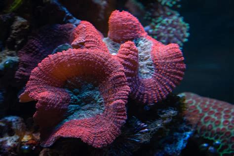  Mushroom Coral: Een kleurrijke levensstijl met spectaculaire symbiose!