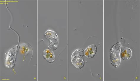  Peranema: Een Enigmatisch Wezen met Microscopische Schoonheid en Snelle Bewegingen!