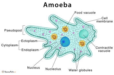  Reticulomyxa: Een fascinerende Amoeba die de kunst van het opdelen tot een nieuw niveau tilt!