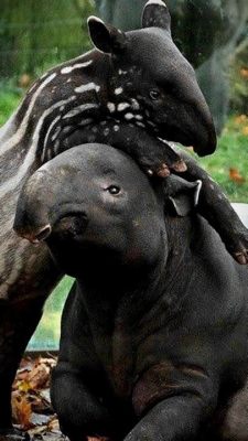  Tapir! Ontdek het mysterieuze, verborgen leven van een gigantische, hoornloze herbivoor die graag door modder waggelt