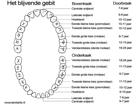  Zodder: Een Kleine Schelmbaas met Acht Been en een Verbluffend Sterk Gebit!