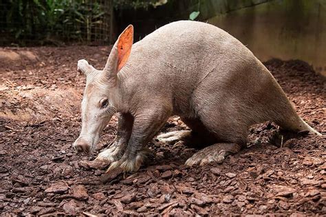  Aardvark: Een gravende nachtdierenexpert met een voorliefde voor termieten!