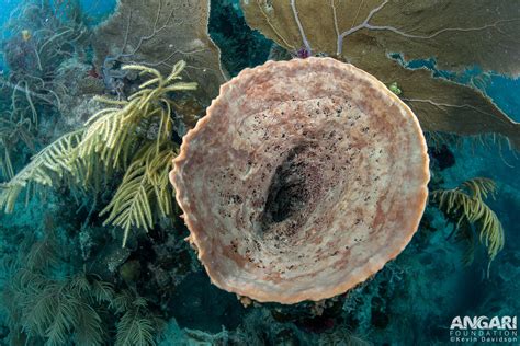  Barrel Sponge: Een Mysterieus Onderwaterwezen met een Onverwachte Talent voor Filteren!