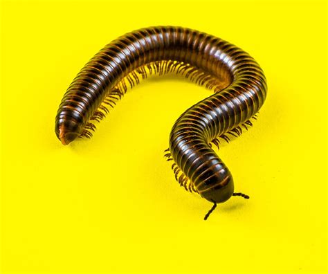 Brandts' Millipede: Een Onverwachte Cocktail van Gewapende Verdediging en Zachte Aanzettingsstrategieën!