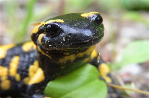  Caudata! Het Fascinerende Leven van de Salamanders