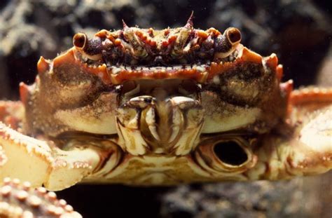  Crabs: Are These Armored Wonders Secretly Planning World Domination?