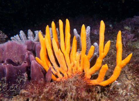  Finger Sponge: Een Gezellig Gebaar van een Onderwaterbewoner Met Een Heldere Kleur!