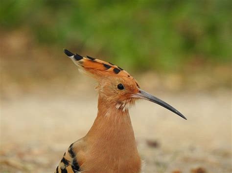  Hoopoe! Een kleurrijk vogeltje met een lange snavel die zich graag tussen de struiken verstopt.