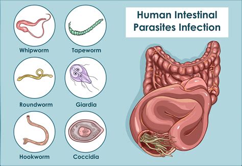  Krulltrematoda! Deze interne parasiet heeft een levensstijl die je niet gelooft