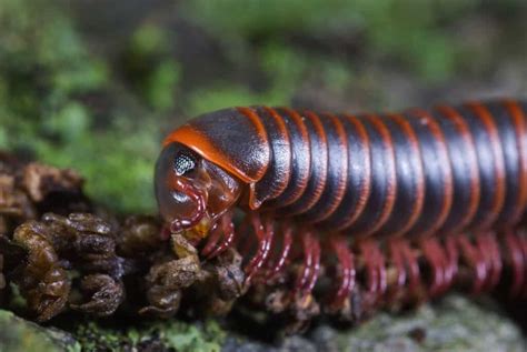  Okinawa Millipede! Its Shimmering Exoskeleton Conceals a Surprisingly Complex Social Life