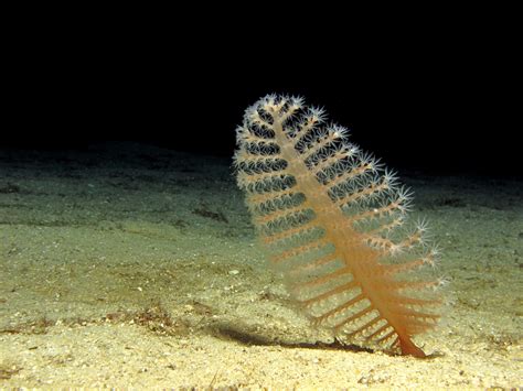  Sea Pen: Met zijn elegant uiterlijk en verborgen jachttechnieken heeft deze anemoon een fascinerende levenswijze!