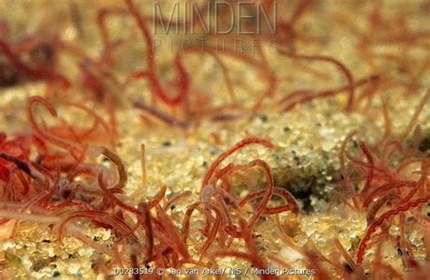  Tubiificidae: Deze verborgen bewoners van sedimenten zijn de schoonmakers van onze wateren!