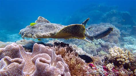  Wobbegong! Ontdek Deze Meester van de Camouflage met Een Onverwachte Jachtechniek