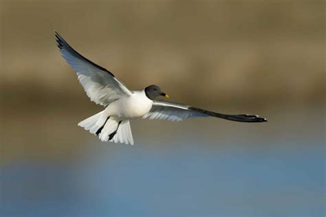  Xema: Een Kleine Vogel Met een Groots Hart en een Onverwachte Liefde voor Zoutwater!