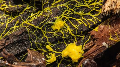 Yellow Slime Mold:  An Ancient Blob With A Brain Of Billions?