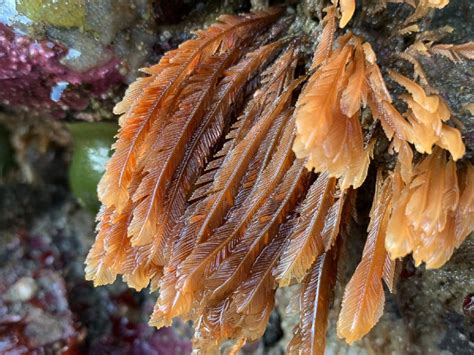  Yellow-striped Hydroid! Can These Tiny Animals Really Transform into Colonies?